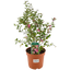 1 Large Plant - Symphoricarpos Magical Winterberry, Outdoor Garden Ready, 3L Pot