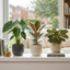 3 Rare Statement Foliage Live Indoor Plants, Tropical Houseplant Collection, 1Ltr Root Ball
