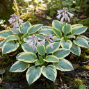 First Frost Plantain Lily Plants (Set of 3 or 6)