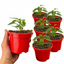 Set of 3 or 6 Large Plants - Sweet Pepper Snack Red, Ready to Plant in Your Garden