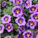 Calibrachoa Bumble Bee Blue Plants (Set of 3 or 6)