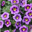 Set of 3 or 6 Large Plants - Calibrachoa Bumble Bee Blue, Outdoor Garden Ready