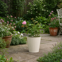 3Ltr Pink Patio Rose Bush, Outdoor Garden Ready, Pots
