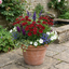 Set of 3 or 6 Coreopsis Uptick Red Hardy Perennial Plants, Bee Friendly Summer Flowering Tickseed, 1 Litre Root Ball