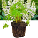 Lupin Legendary White Shades Plant (2L Pot)