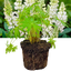 1 Large Plant - Lupin Legendary White Shades, Outdoor Garden Ready, 2L Rootball