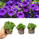 Petunia Dekko Blue Plants (Set of 3 or 6)