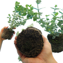 Euonymus Emerald Gaiety Plants (Set of 3 or 6)