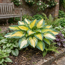 Paul's Glory Plantain Lily Plants (Set of 3 or 6)