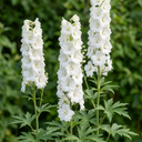 Delphinium Pacific Giants Galahad Plants (Set of 3 or 6)