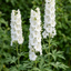 Set of 3 or 6 Delphinium Pacific Giants Galahad Hardy Perennial Plants, Tall Cottage Garden Flowers, Outdoor Garden Ready, 1 Litre Root-Ball