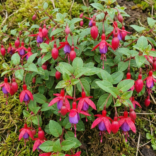 Low bushy fuchsia with nodding flowers of red sepals and violet-purple skirts over green leaves