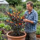 Grow Your Own Chilli Pepper Atomic Plants (Set of 3 or 6)