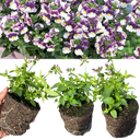 Nemesia Nuvo Purple Bicolour Plants (Set of 3 or 6)