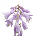 Francee Plantain Lily Plants (Set of 3 or 6)