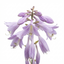 Set of 3 or 6 Large Hosta Plants - Francee Plantain Lily, Ready to Plant in Your Garden, 1L