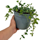 Vinca ‘Ralph Shugert’ Plant