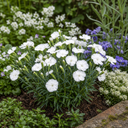 Dianthus Oscar White Plants (Set of 3 or 6)