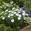 Set of 3 or 6 Large Plants - Dianthus Oscar White, Outdoor Garden Ready
