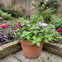Moroccan Mint Herb Plants (Set of 3 or 6)