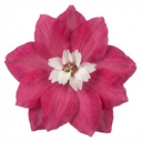 Delphinium Magic Fountains Deep Rose White Bee Plants