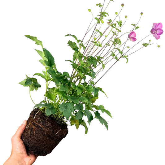 Scabious 'Kudo White' (Pincushion Flower) – Hardy Perennial (2L Pot)