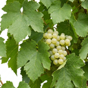 Grape Vine Vitis Exalta White Plants