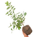 Euonymus Albomarginatus Plant (2L Pot)