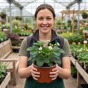 Strawberry Delizz Variety Plants (Set of 3 or 6)