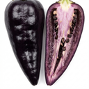 Zimbabwe Black Plants (Set of 3 or 6)