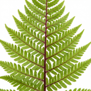Lady Fern Athyrium Lady in Red Plants (Set of 3 or 6)