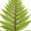 Set of 3 or 6 Lady Fern Athyrium Lady in Red Hardy Perennial Plants, Shade Garden Ready, Outdoor Fern, 11cm or 1L Root Ball