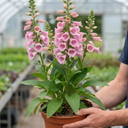 Digitalis Hanabee Pink Foxglove Plants