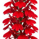 Lobelia Starship Scarlet Upright Plants (Set of 3 or 6)