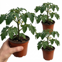 Tomato Supersteak Variety Plants (Set of 3 or 6)