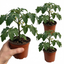 Set of 3 or 6 Large Plants - Tomato Supersteak Variety, Ready to Plant in Your Garden