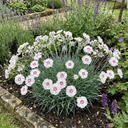 Cottage Pinks Dianthus Memories Plants
