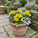 Calceolaria Calynopsis ‘Yellow’ Plants (Set of 3 or 6)