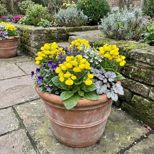 Calceolaria 'Calynopsis Yellow' (Slipper Flower) – Cool-Season Bedding (Set of 3 or 6)