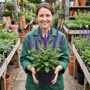 Salvia East Friesland Perennial Plants