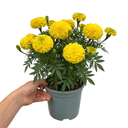 Marigold African Taishan Yellow Plant (2L Pot)