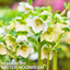 1 Large Plant - Hellebore Winter Moonbeam, Ready to Plant in Your Garden, 2L Pot