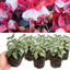 Set of 3 or 6 Large, Outdoor Garden Ready Plants - Fuchsia Bella Hilda (Pink & White)
