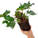 Hellebore Pirouette Plant