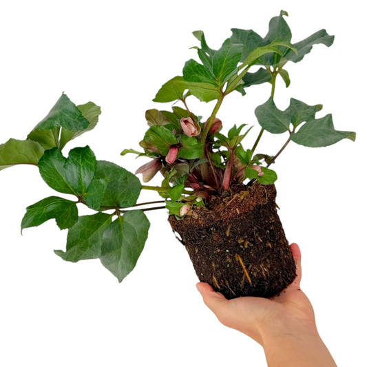 Hellebore 'Pirouette' – Winter Flowering Perennial (2L Pot)