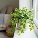 Hedera Helix English Ivy Plants