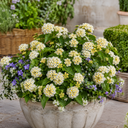 Lantana Bandolista Coconut Plant (2L Pot)