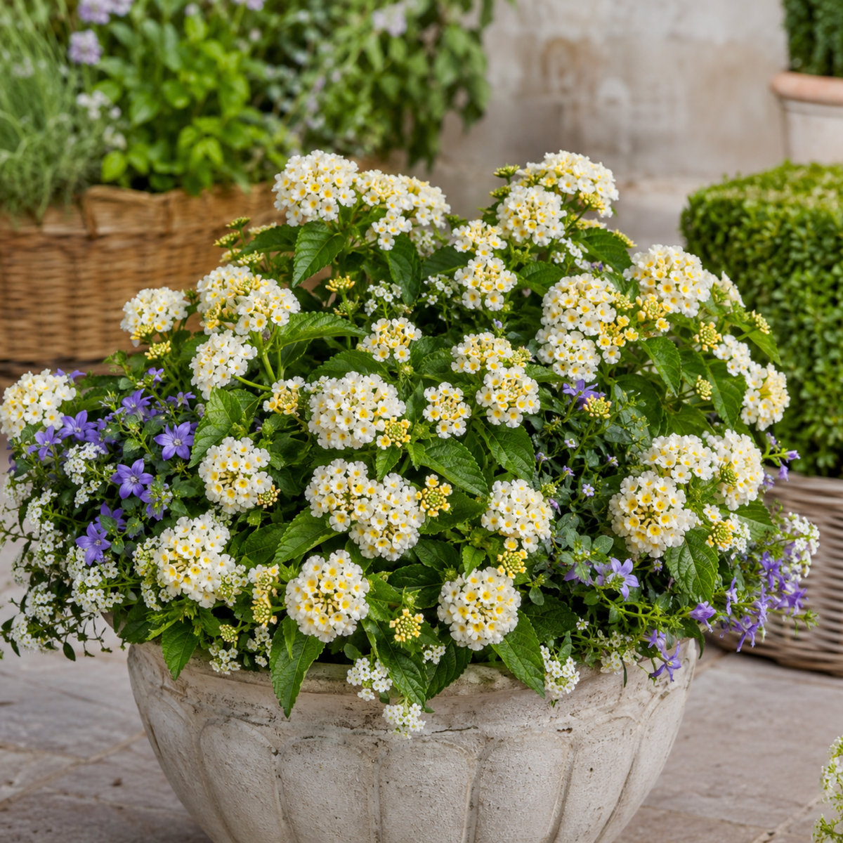 Lantana 'Bandolista Coconut' – Patio Lantana (2L Pot)