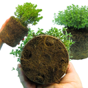 Thyme Lemon Variegated Plants (Set of 3 or 6)