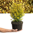 Lophomyrtus ‘Golden Dragon’ Plant